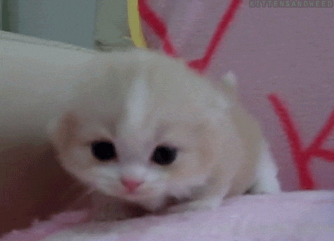miau