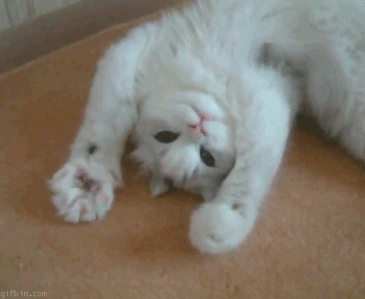 łapki