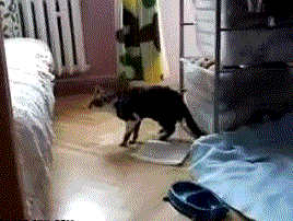 Fail