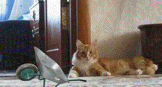 Kotek, nie ma opierdalania się