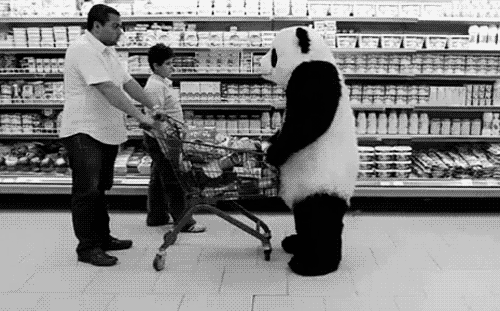 panda się wkurzyła
