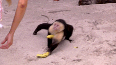 Dawaj banany!