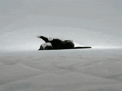 SipderCat