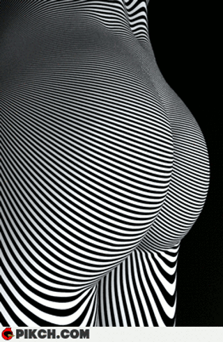 Zebra...